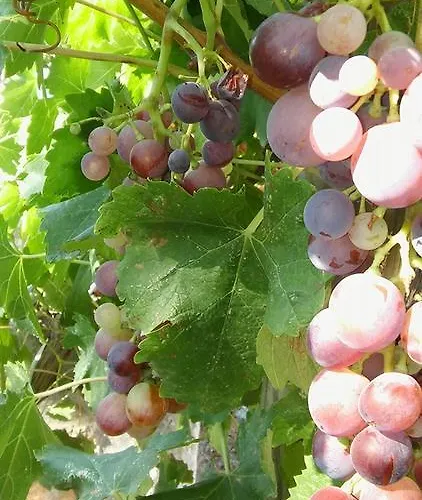 Gasthof Iris Bozcaada